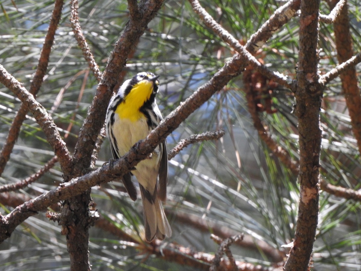 Yellow-throated Warbler - Bill Hooker