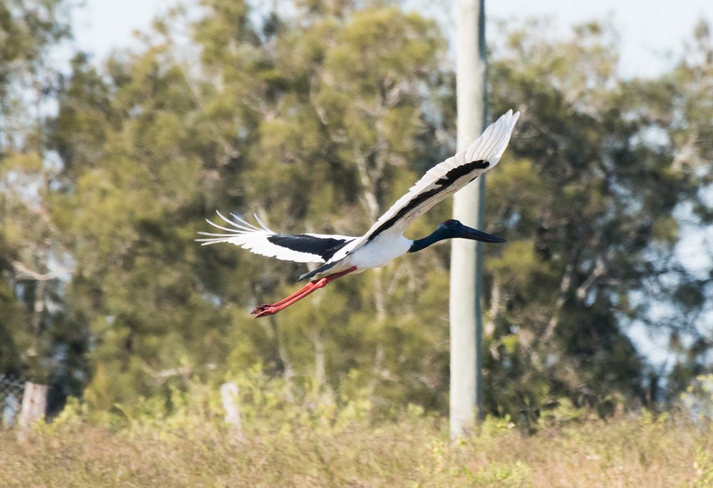 Black-necked Stork - Matteo Grilli