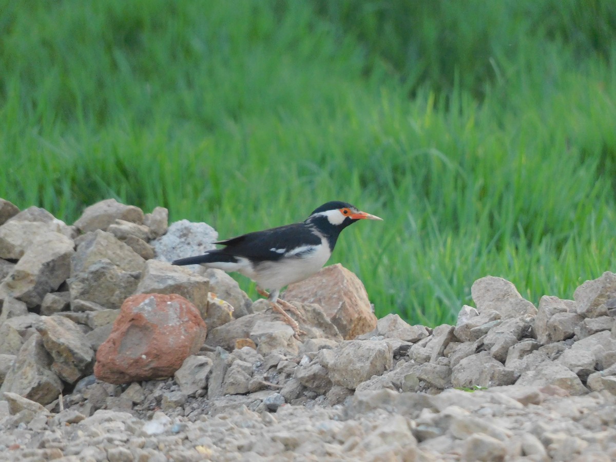 Indian Pied Starling - ML561034501