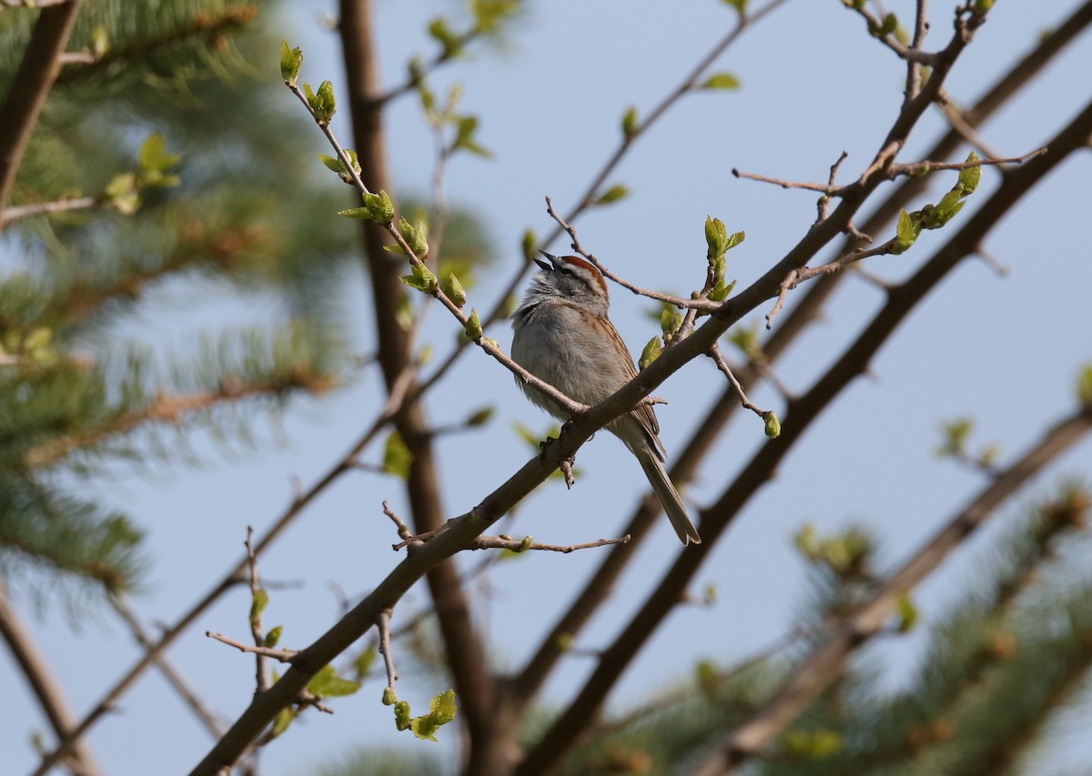 Chipping Sparrow - ML561035651