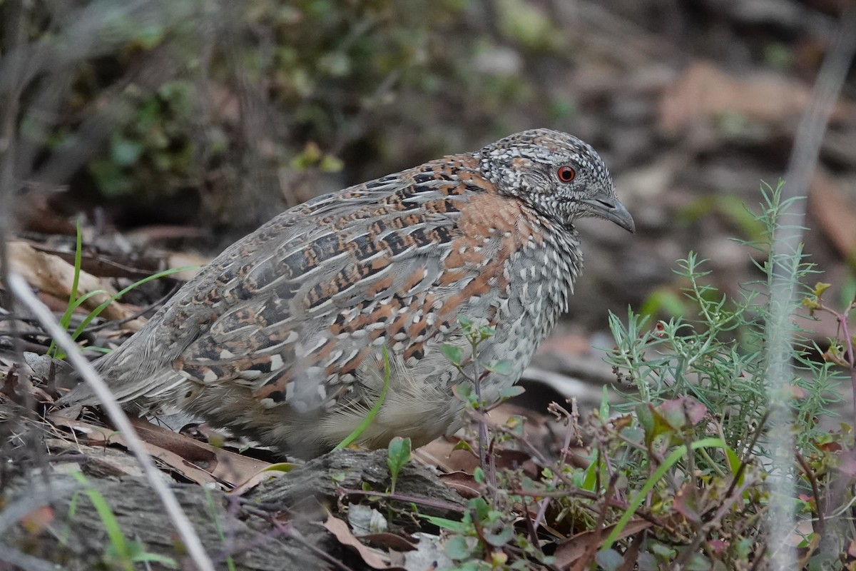 Painted Buttonquail - ML561035851