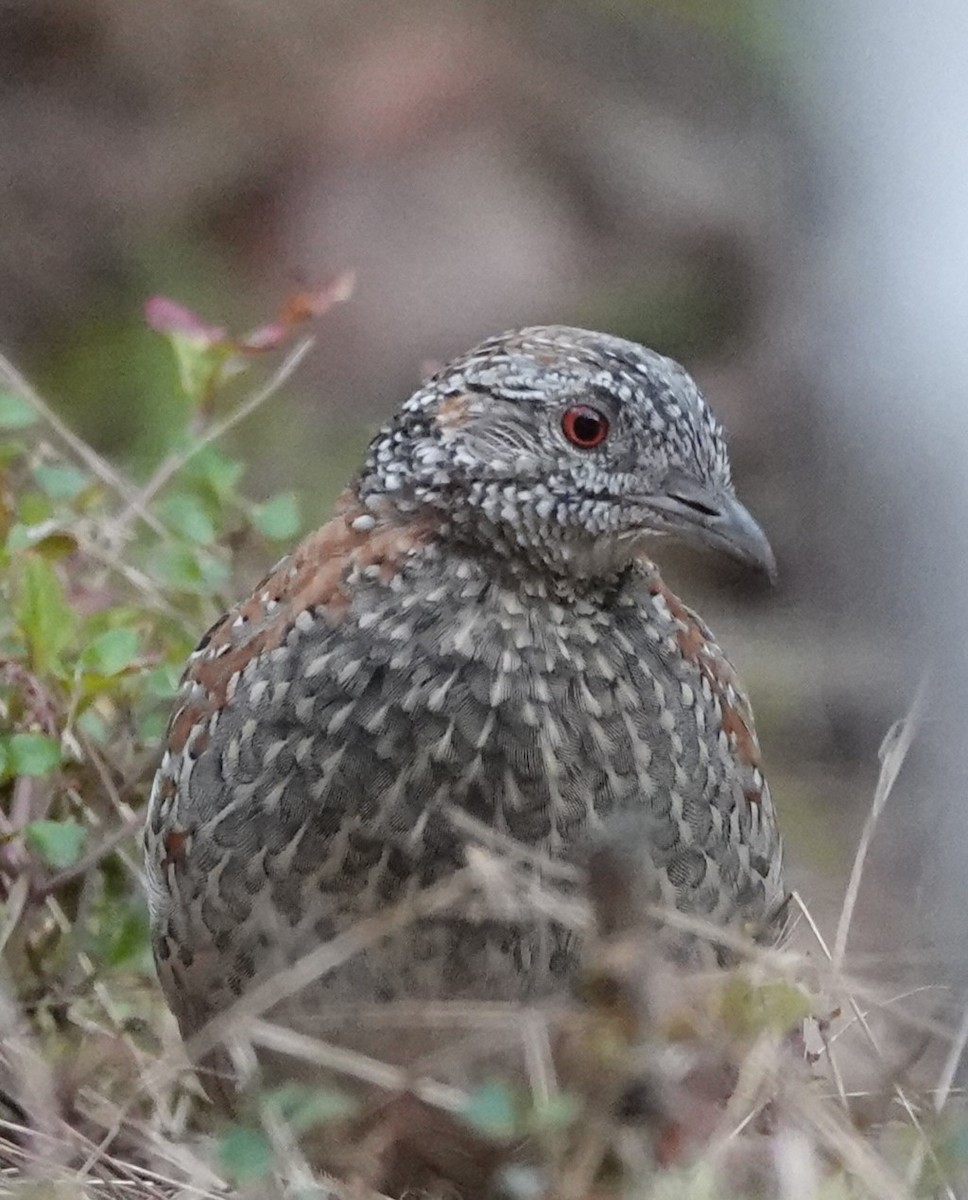 Painted Buttonquail - ML561035931