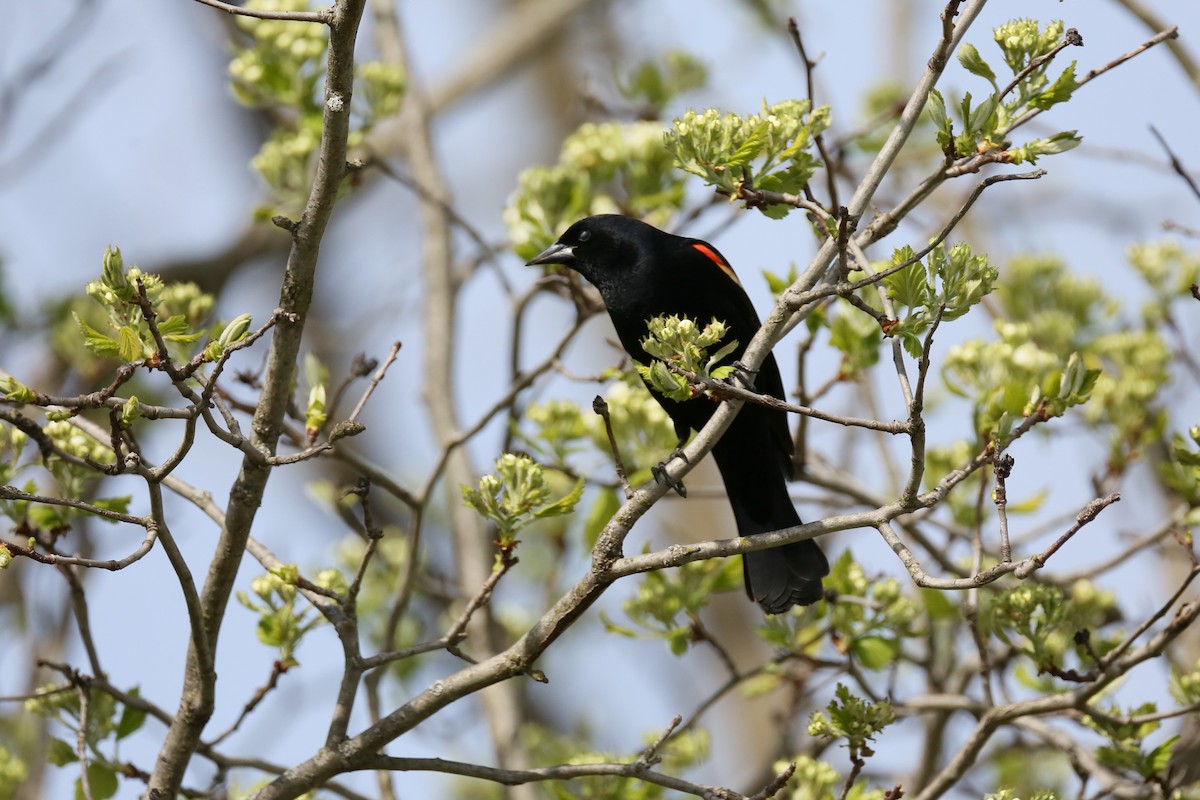 Red-winged Blackbird - ML561036011