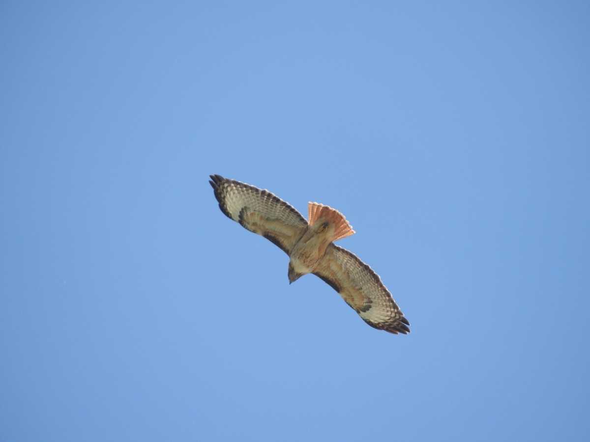 Red-tailed Hawk - Geoffrey Helmbold