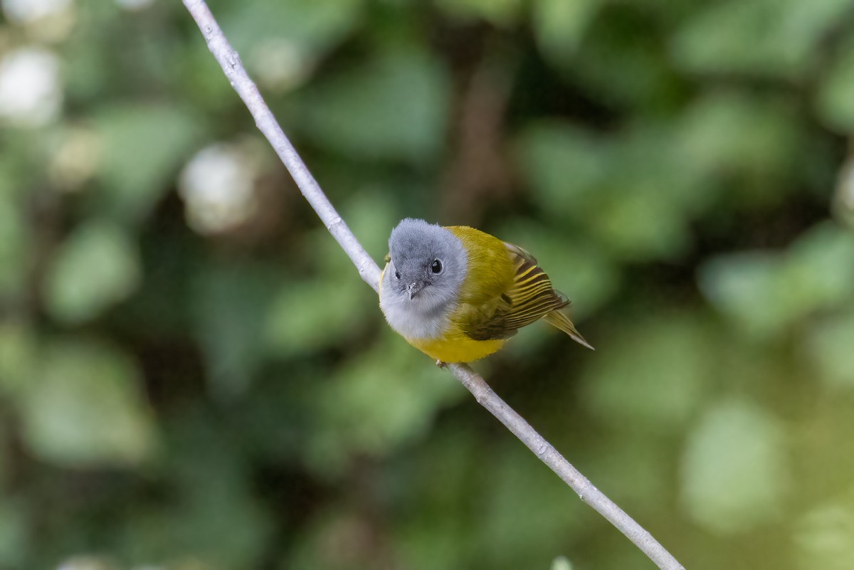 Gray-headed Canary-Flycatcher - ML561042301