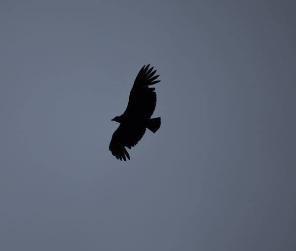 Black Vulture - ML561042931