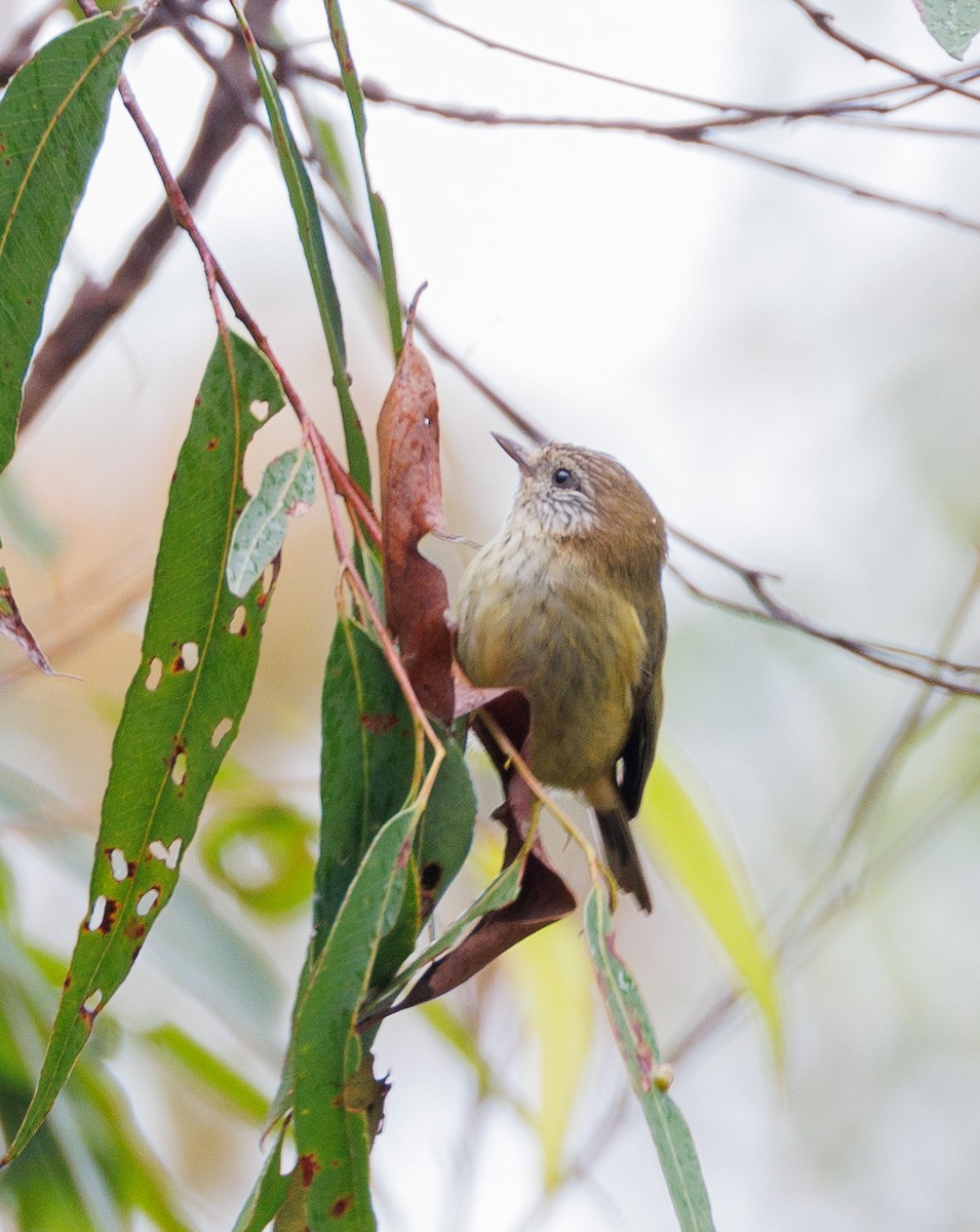 eBird Checklist - 21 Apr 2023 - Springbrook National Park--Purling ...