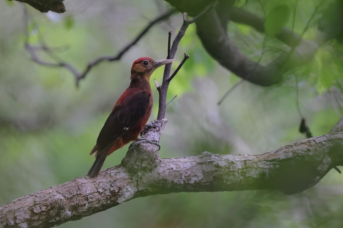 Okinawa Woodpecker - ML561046201