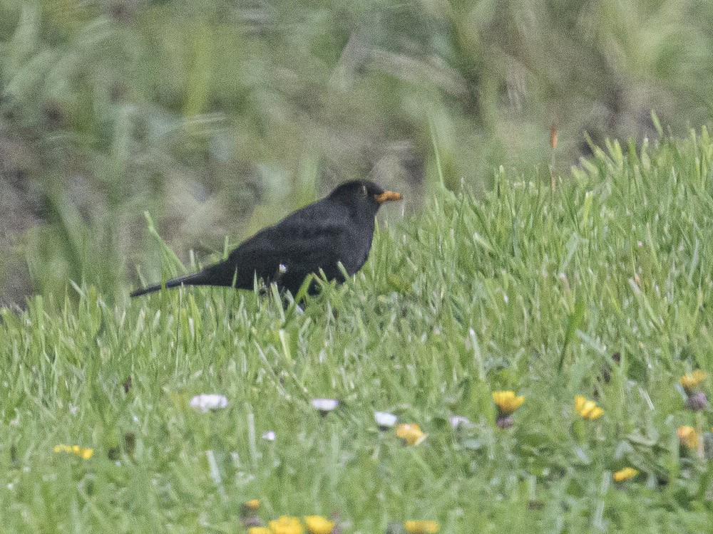 Eurasian Blackbird - Bert Filemyr