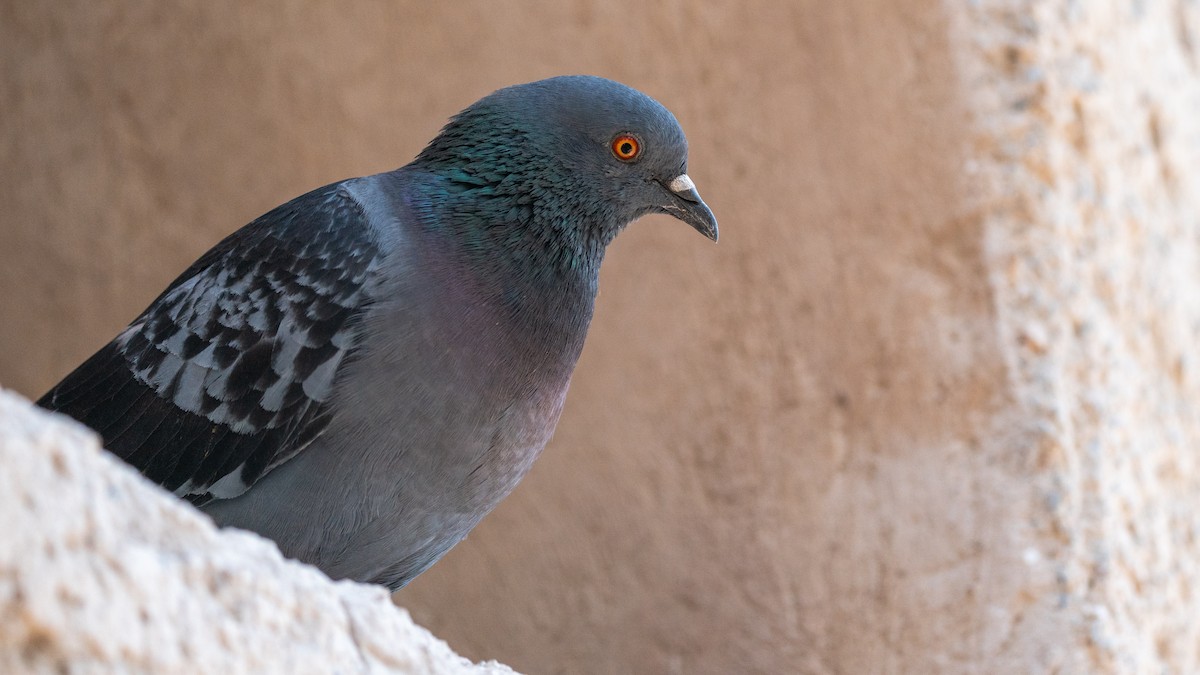 Rock Pigeon (Feral Pigeon) - ML561052421