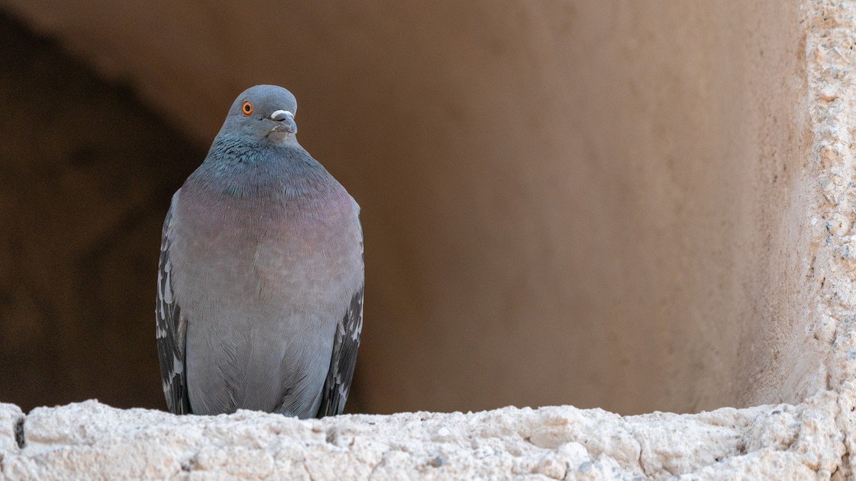 Rock Pigeon (Feral Pigeon) - ML561052441