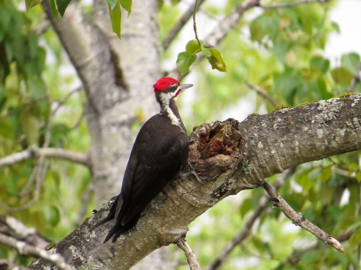 Pileated Woodpecker - Scott Ramos