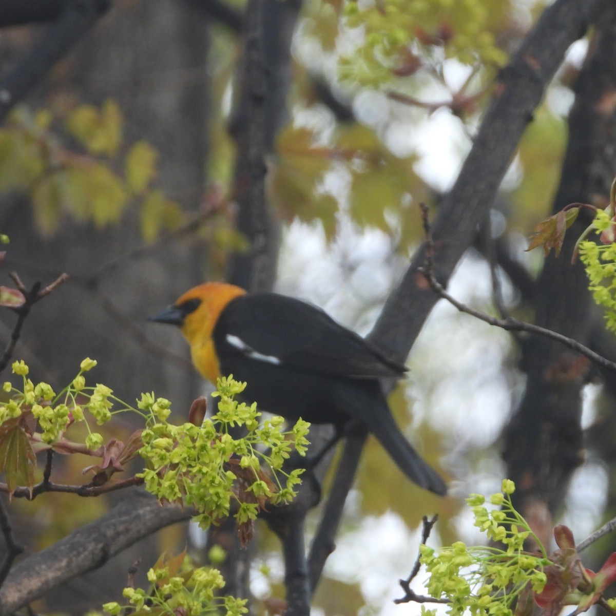 New York Breeding Bird Atlas Checklist - 22 Apr 2023 - 58 Glenridge