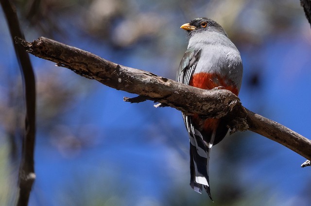 Definitive Basic Female Hispaniolan Trogon. - Hispaniolan Trogon - 