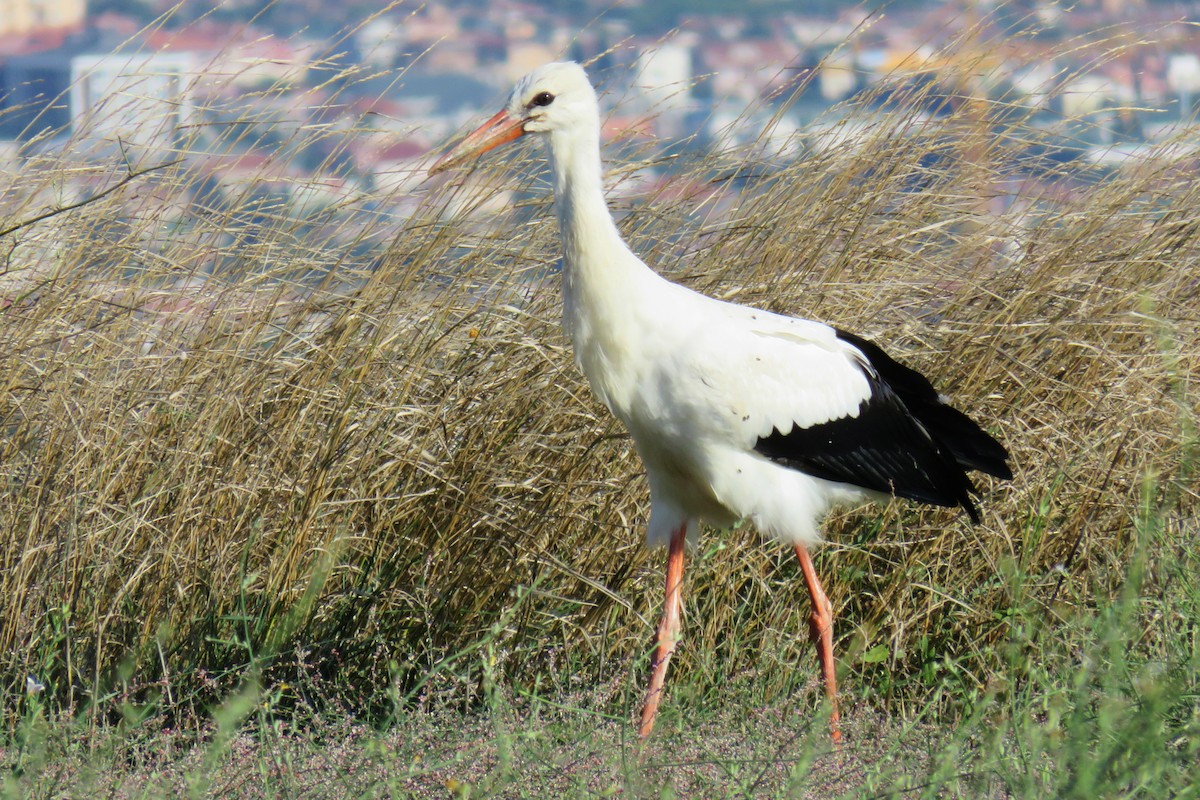 White Stork - ML561061671