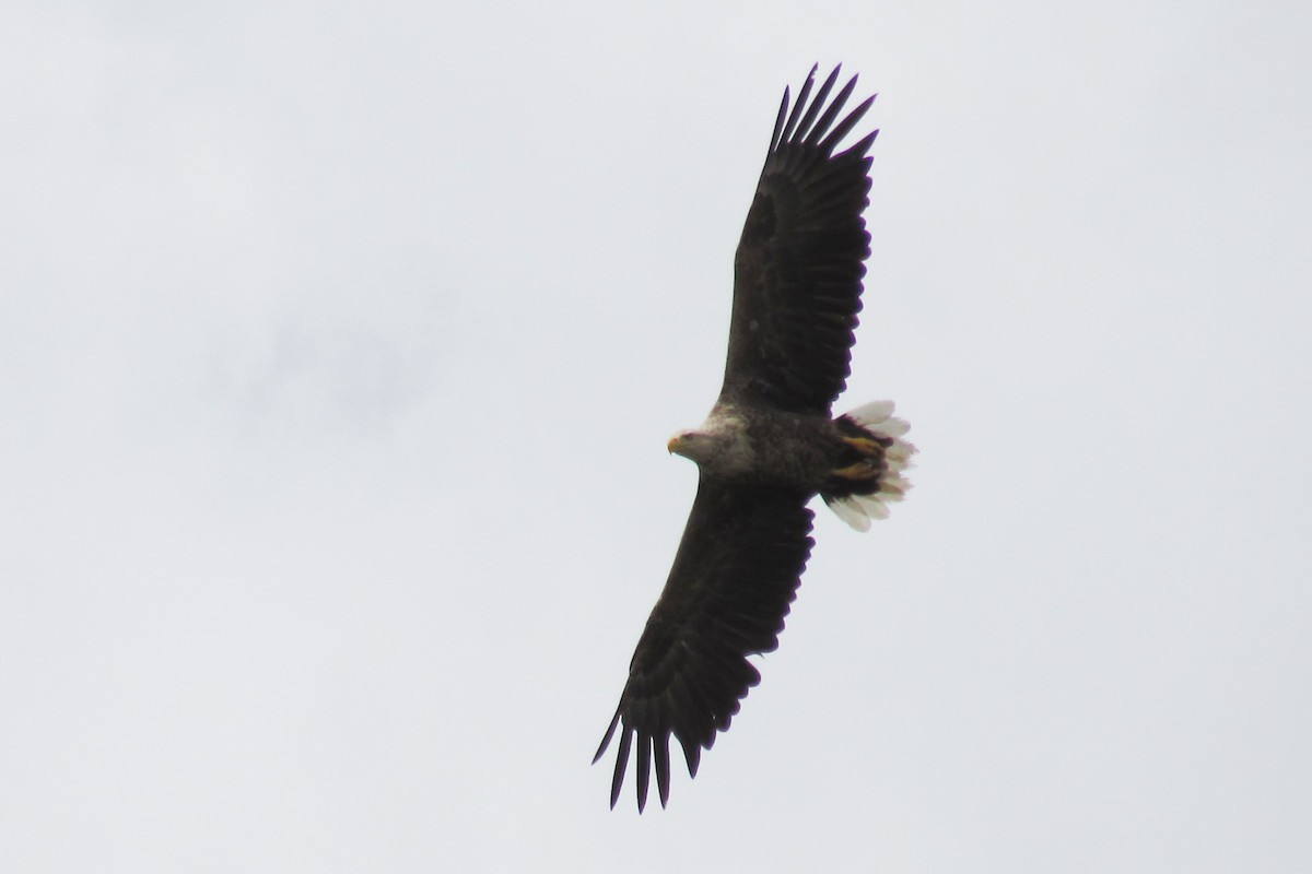 White-tailed Eagle - Tora BENZEYEN