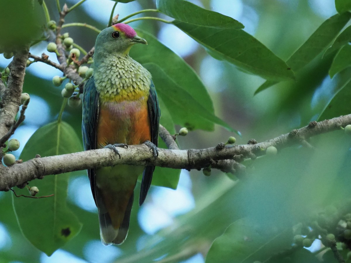 Rose-crowned Fruit-Dove - ML561062751