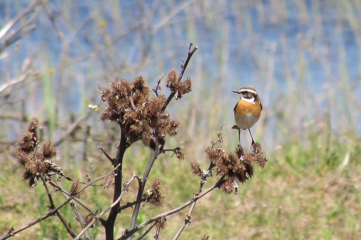 Whinchat - ML561064701