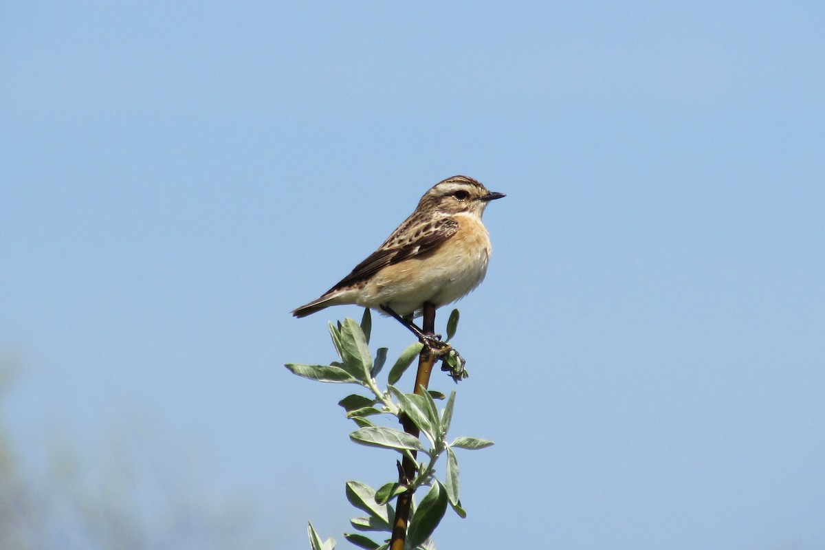 Whinchat - ML561064711