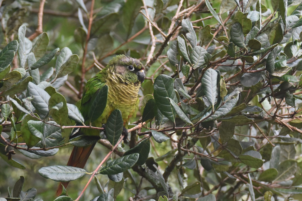 Maroon-bellied Parakeet (Green-tailed) - ML561065371