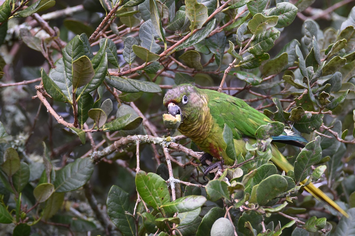 Maroon-bellied Parakeet (Green-tailed) - ML561065391