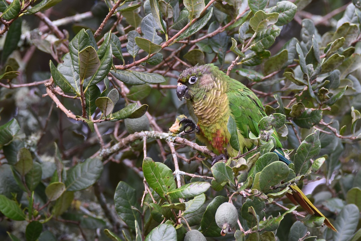 Maroon-bellied Parakeet (Green-tailed) - ML561065401