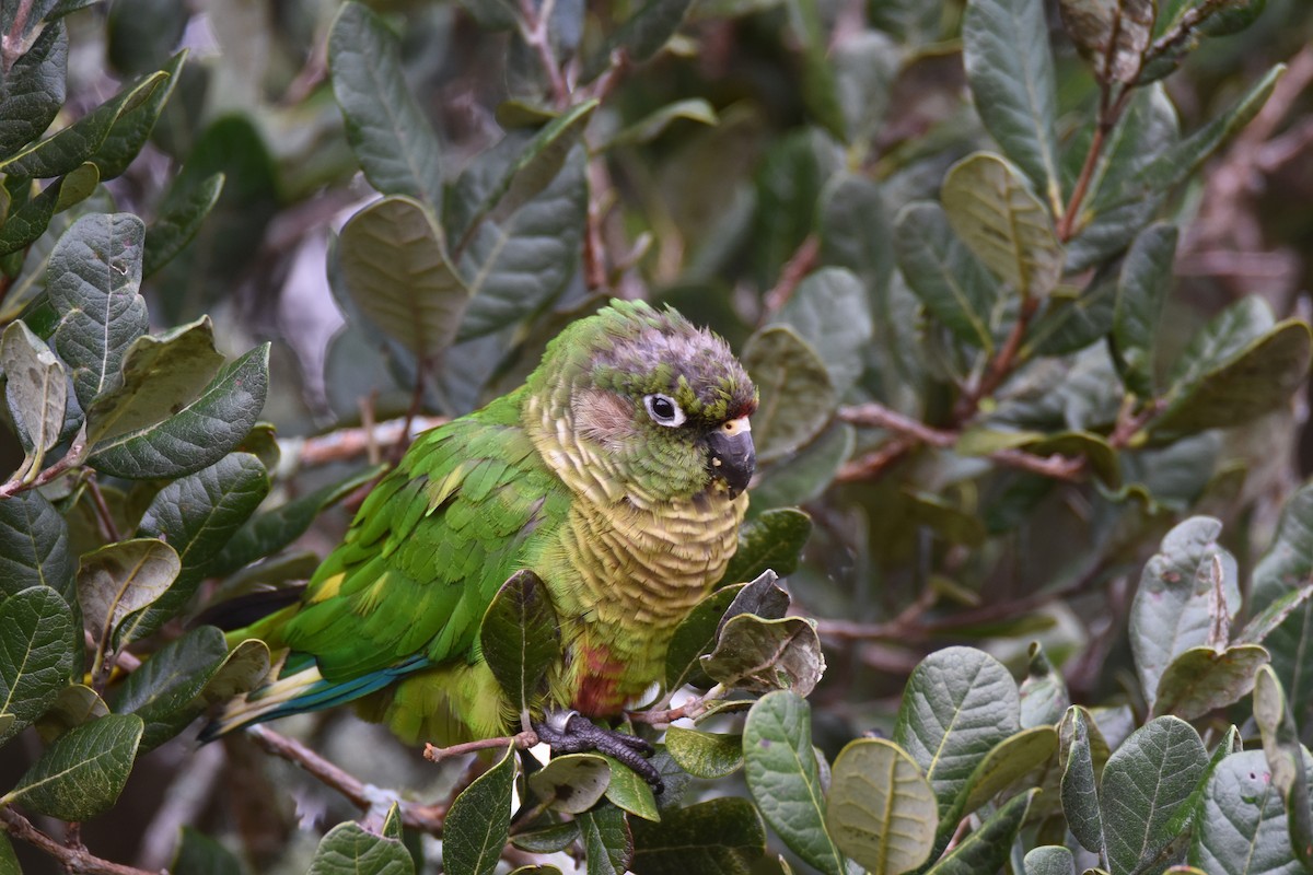 Maroon-bellied Parakeet (Green-tailed) - ML561066211