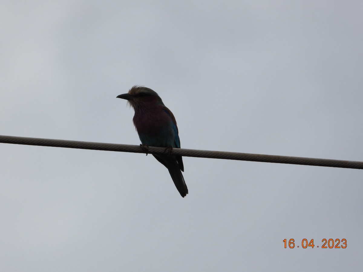 Lilac-breasted Roller - ML561070151