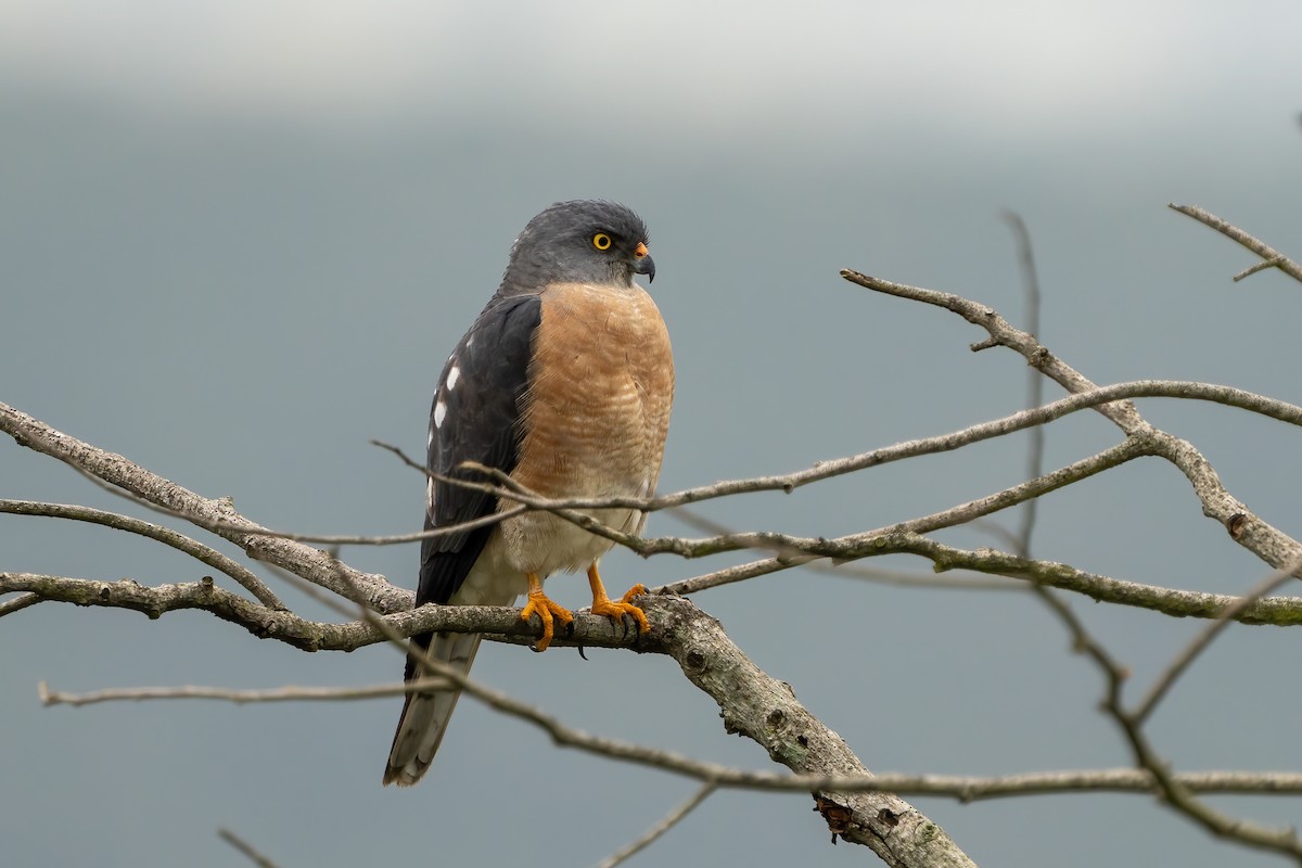 Chinese Sparrowhawk - ML561072771