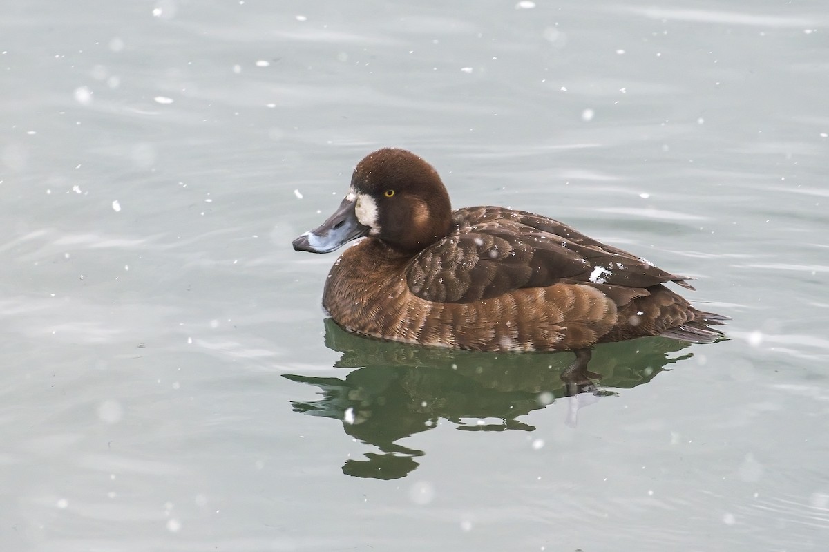 Greater Scaup - ML561073561