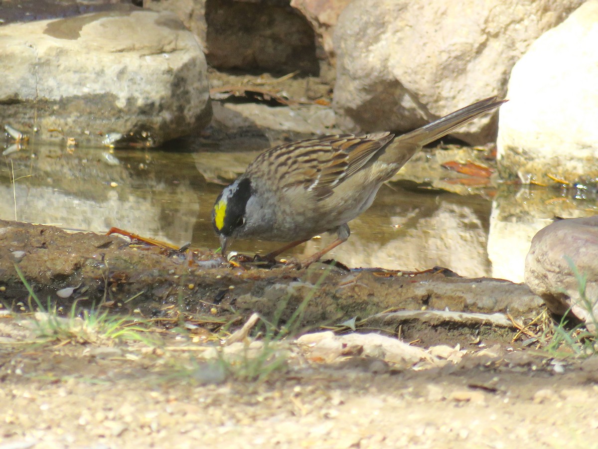 Golden-crowned Sparrow - ML56107471