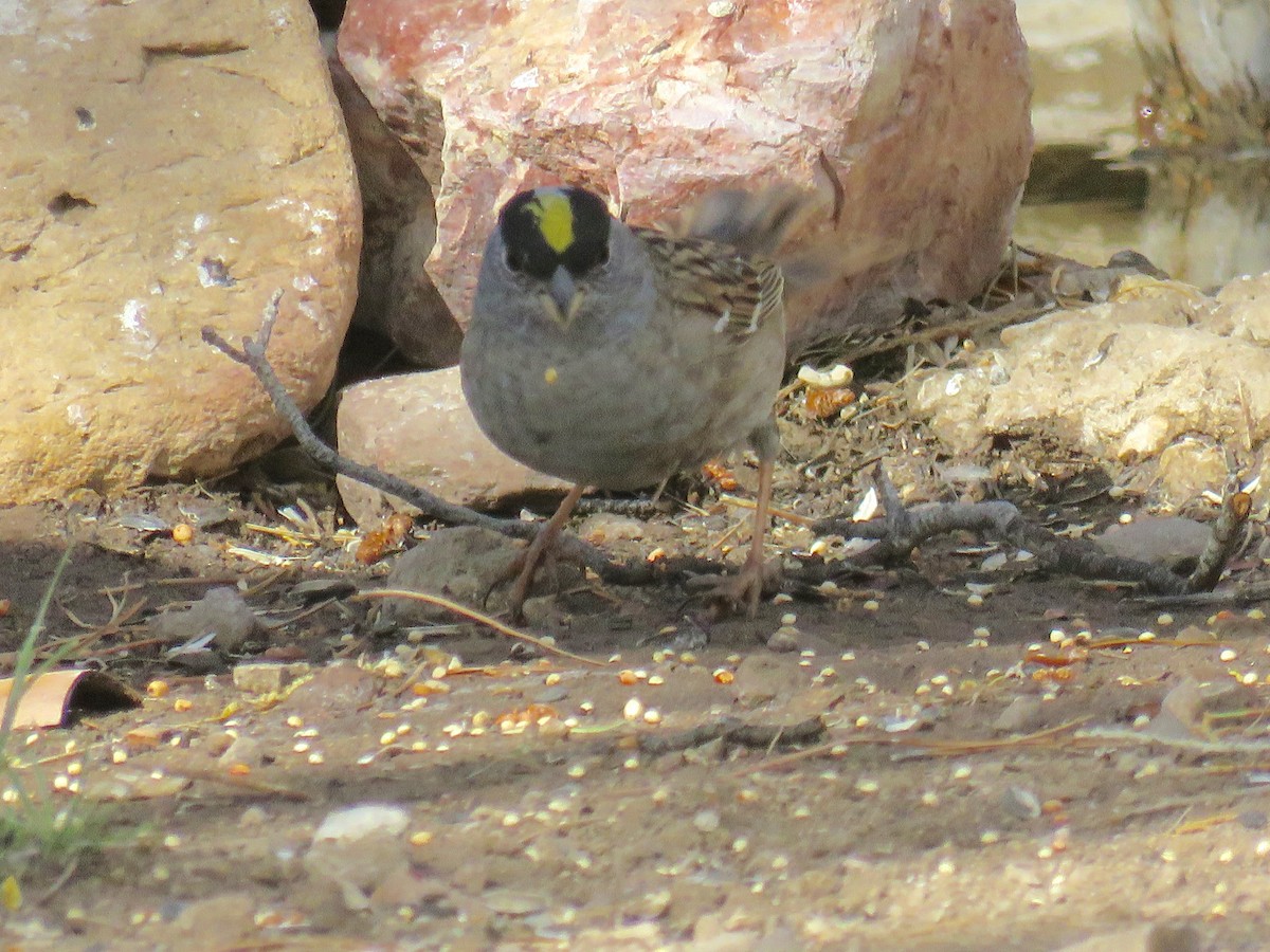 Golden-crowned Sparrow - ML56107561