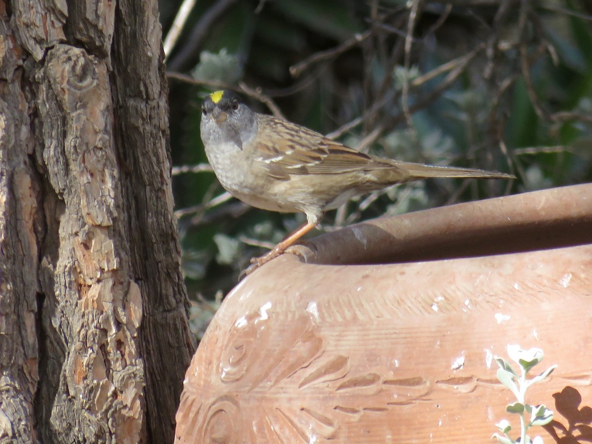 Golden-crowned Sparrow - ML56107601
