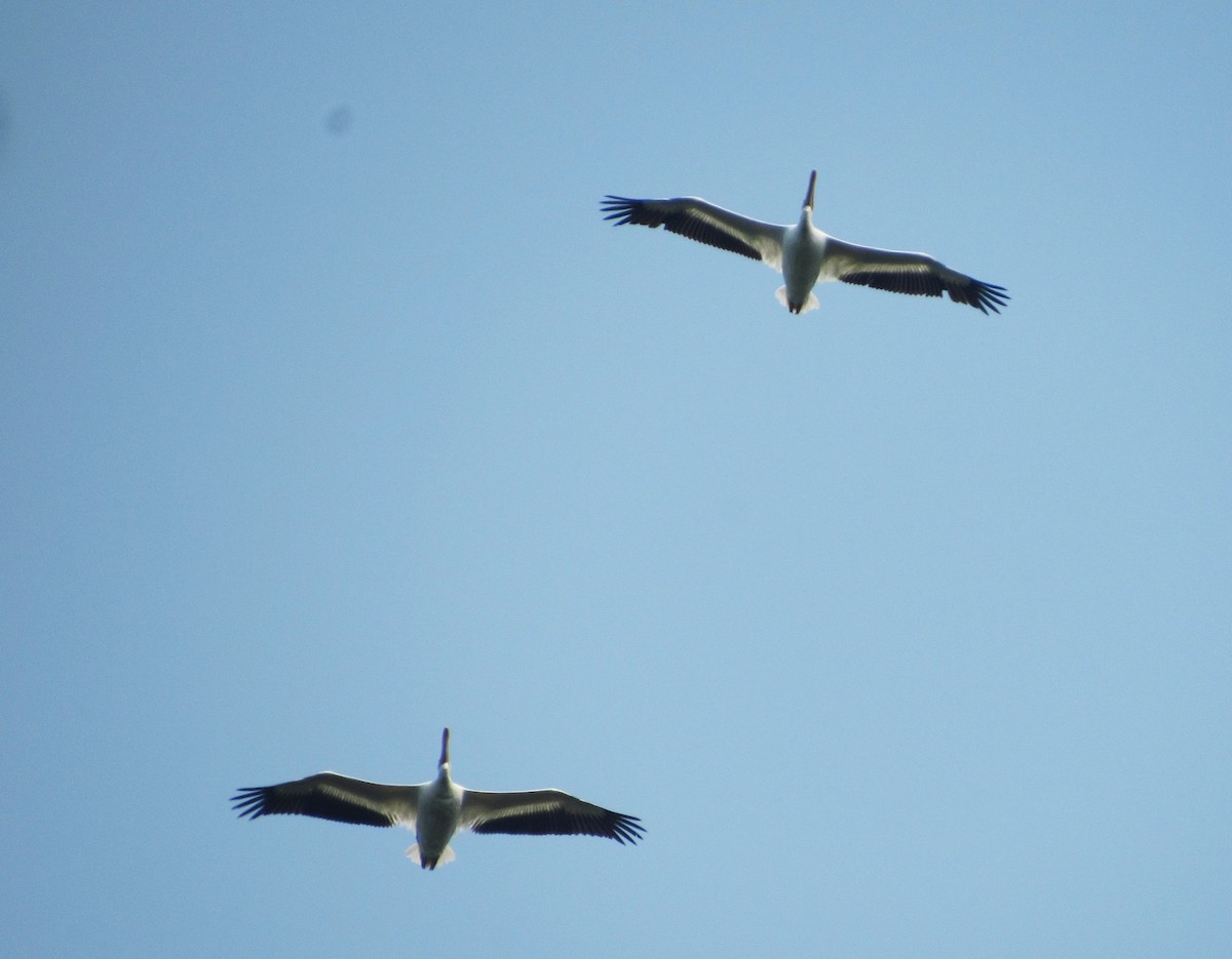 pelikán severoamerický - ML56108841