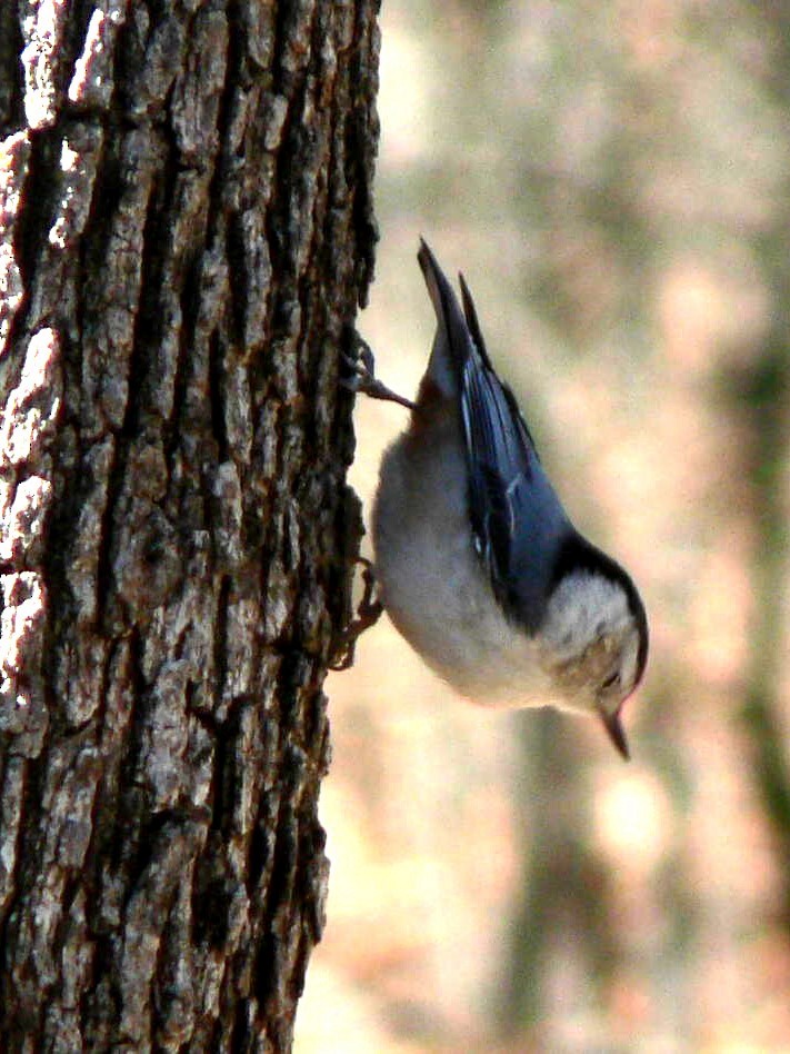 White-breasted Nuthatch - ML561091591
