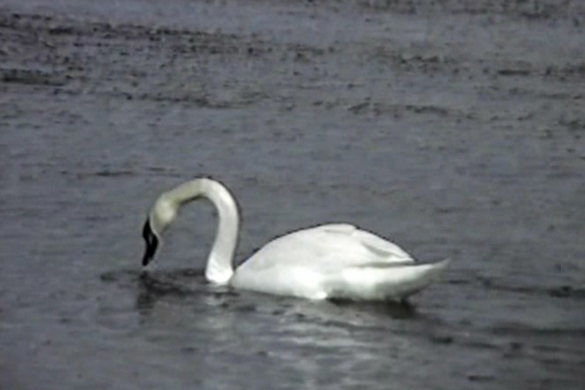 Mute Swan - Steven Biggers