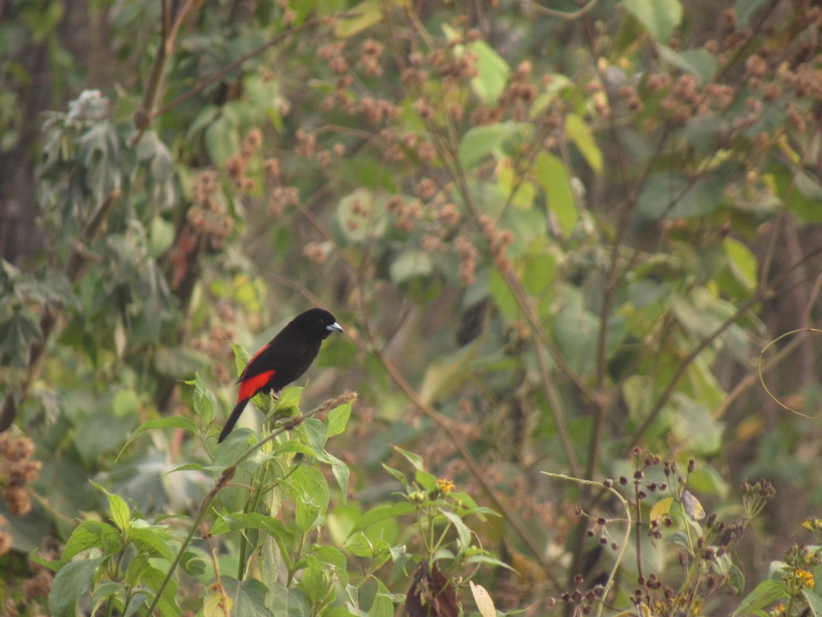 Scarlet-rumped Tanager - ML561092201