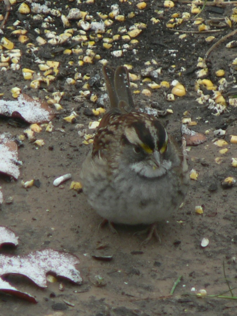White-throated Sparrow - ML561092461
