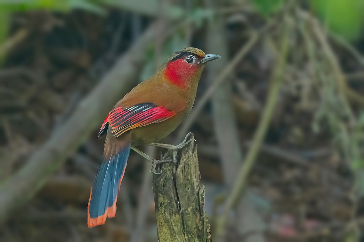 Red-faced Liocichla - ML561093911