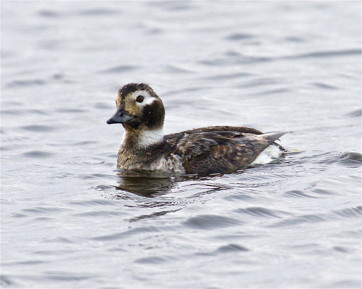 Long-tailed Duck - ML561110641