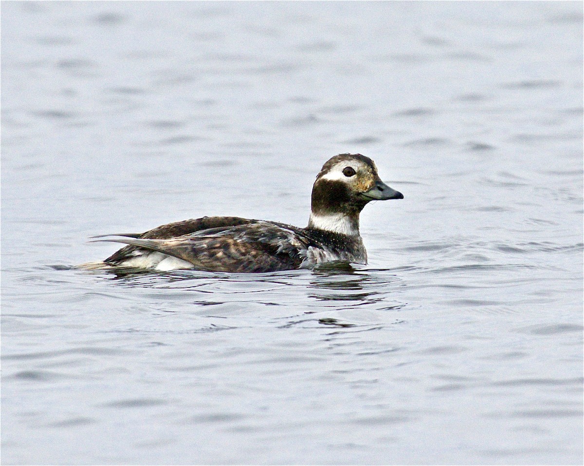 Long-tailed Duck - ML561110671