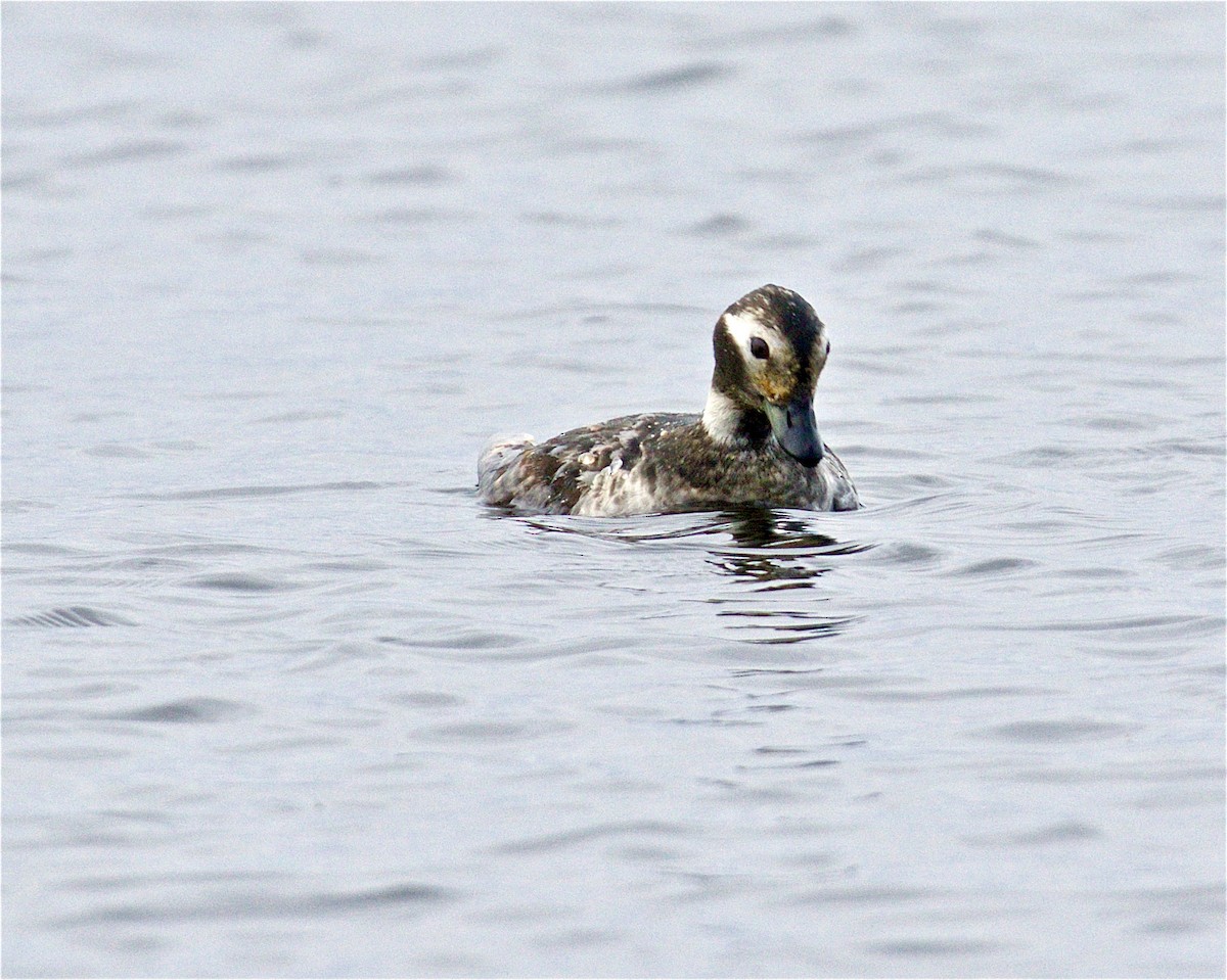 Long-tailed Duck - ML561110871