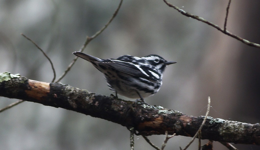 Black-and-white Warbler - Gary Jarvis