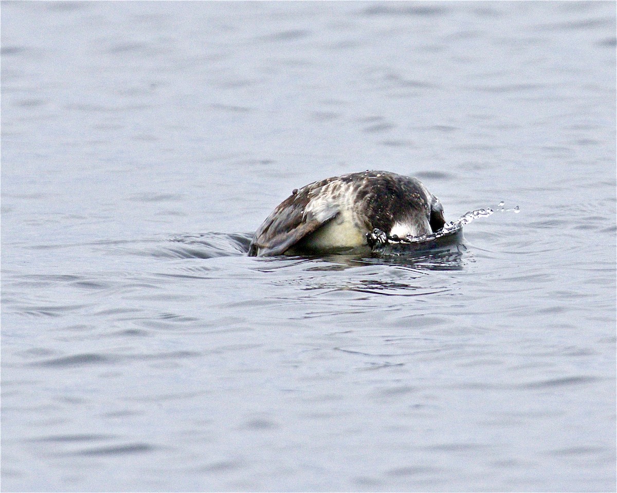 Long-tailed Duck - ML561110921