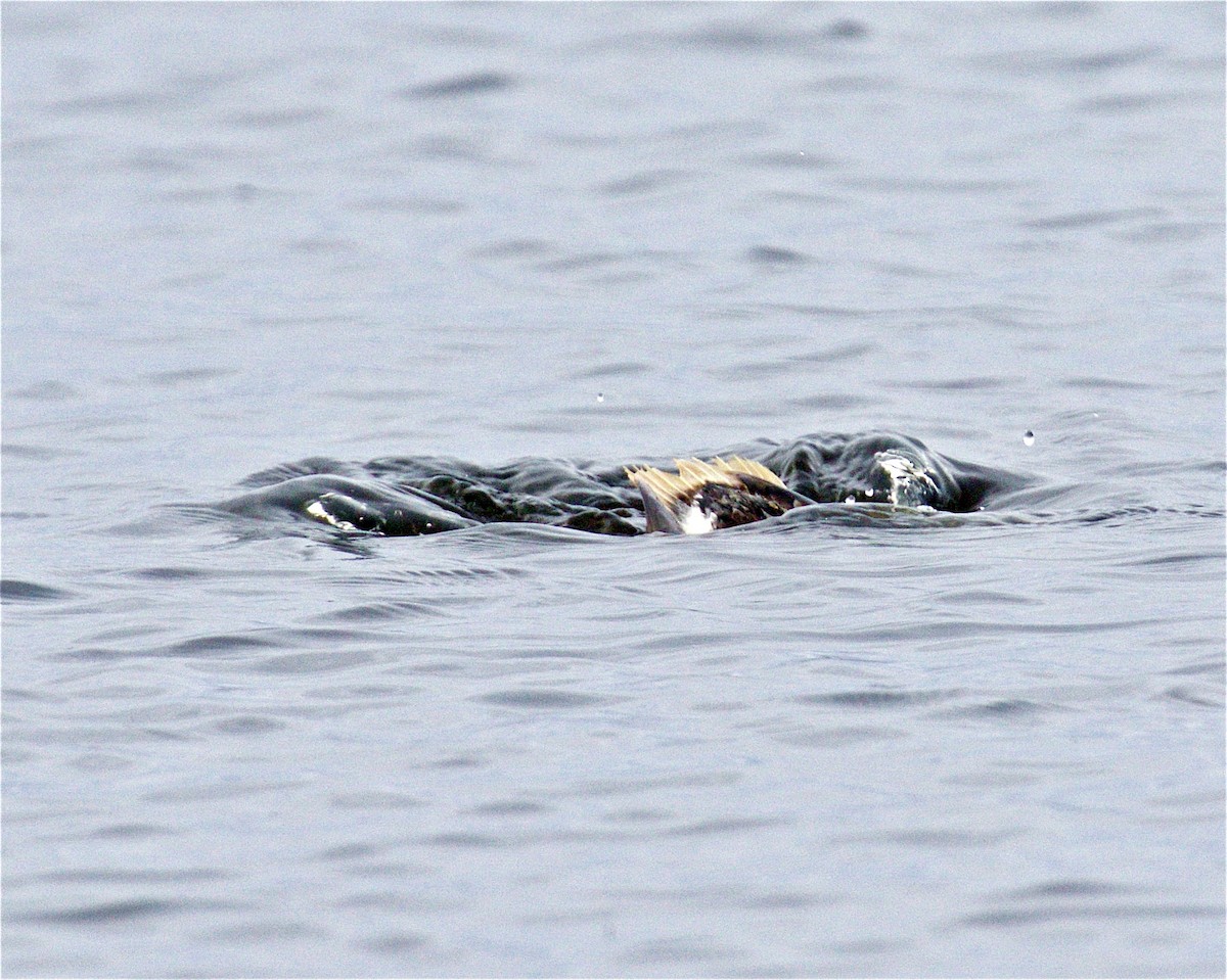Long-tailed Duck - ML561111241