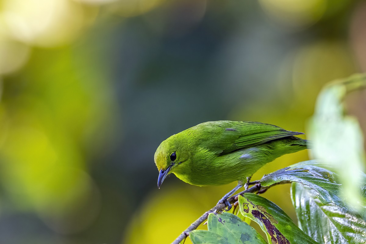 Lesser Green Leafbird - Su Li