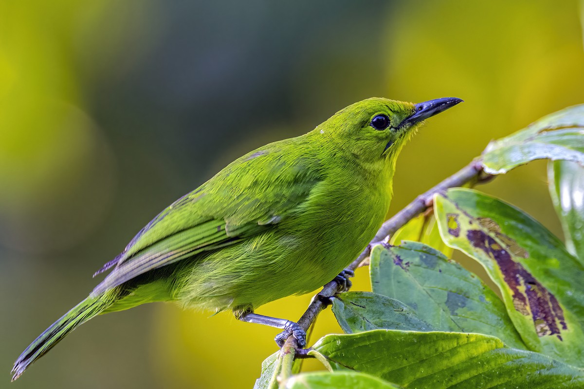 Lesser Green Leafbird - Su Li