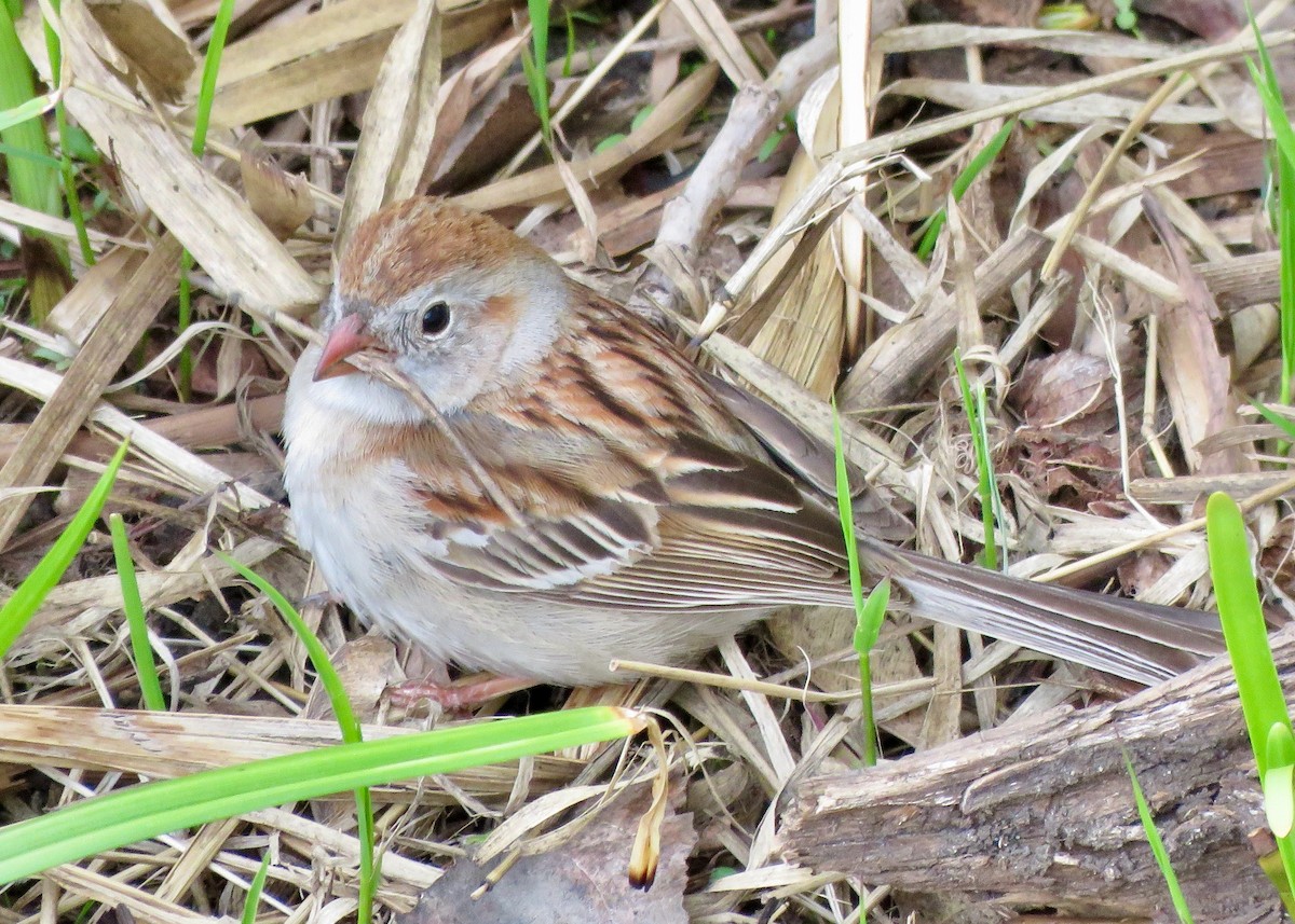 Field Sparrow - Claire  Halpin