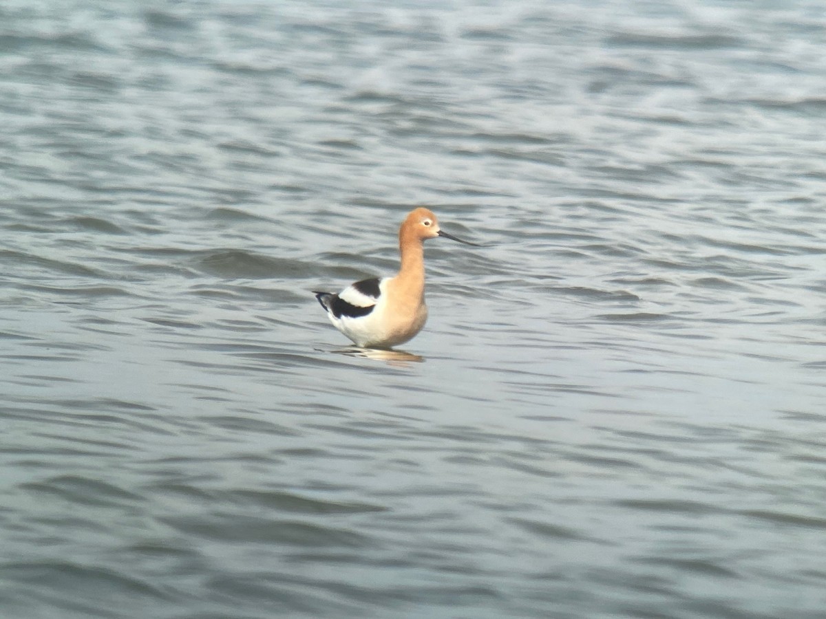 EBird Checklist - 21 Apr 2023 - Presque Isle SP (IBA) - 3 Species