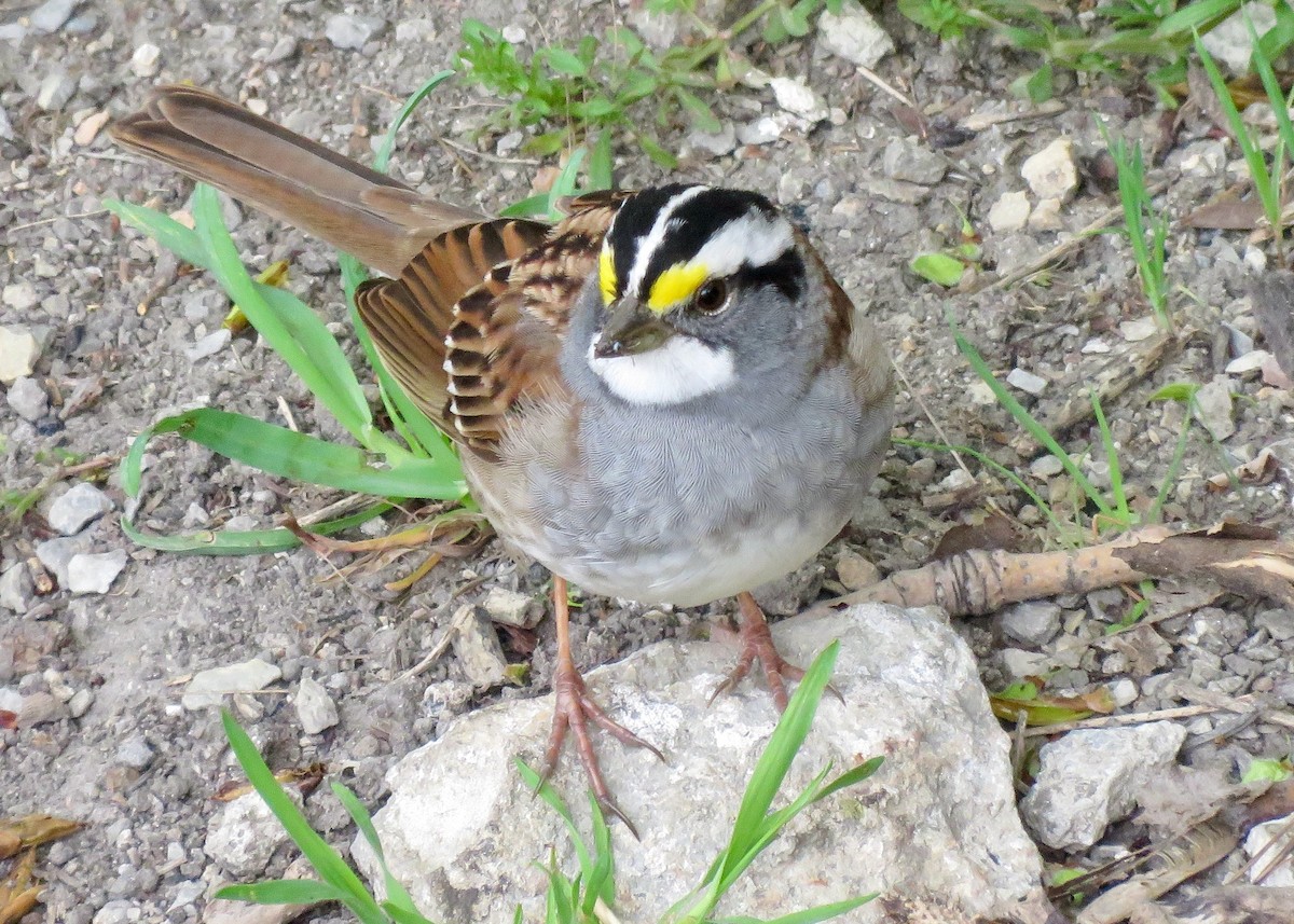 White-throated Sparrow - Claire  Halpin